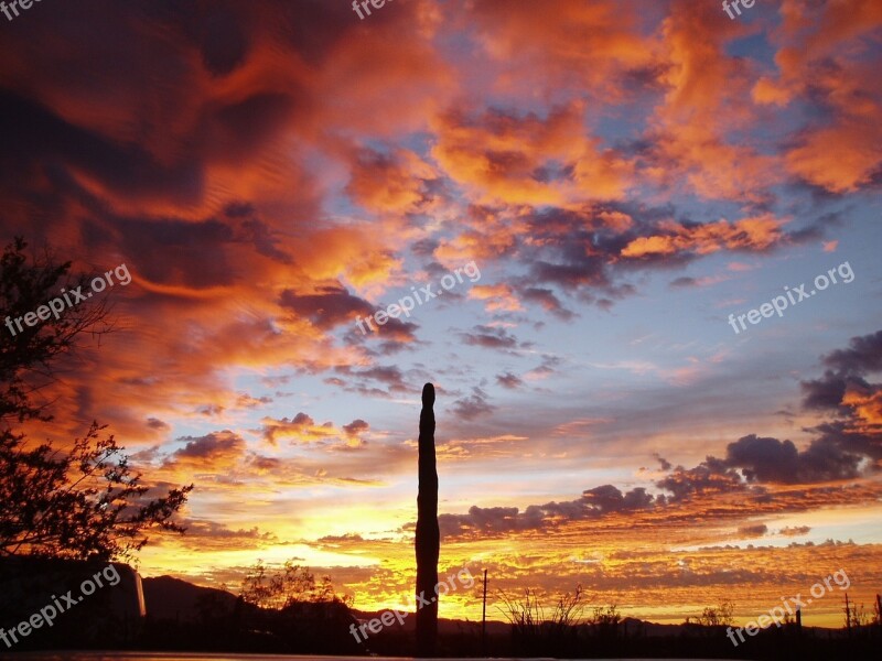 Organ Pipe Cactus Sunset Silhouette Landscape Twilight