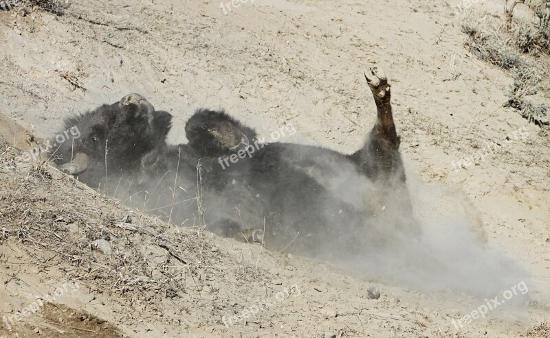 Bison Buffalo Wallowing Dry Mud Bull