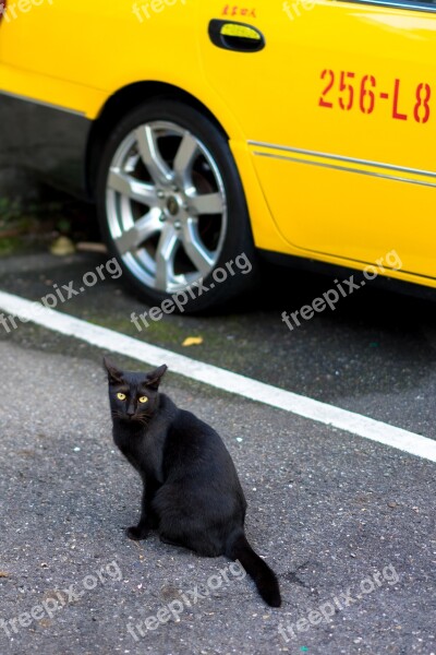 Street View Landscape City Rural Black Cat