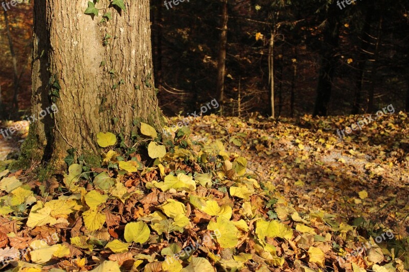 Autumn Switzerland Forest Leafs Tree