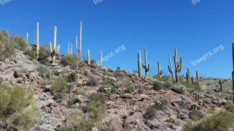 Saguaro Cactus Cacti Arizona Desert