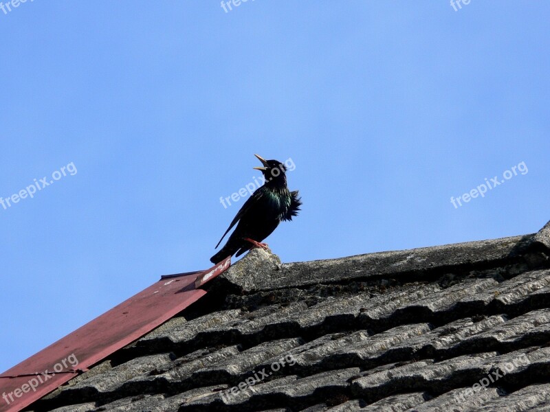 Starling Spring Birds Singing Wildlife Black