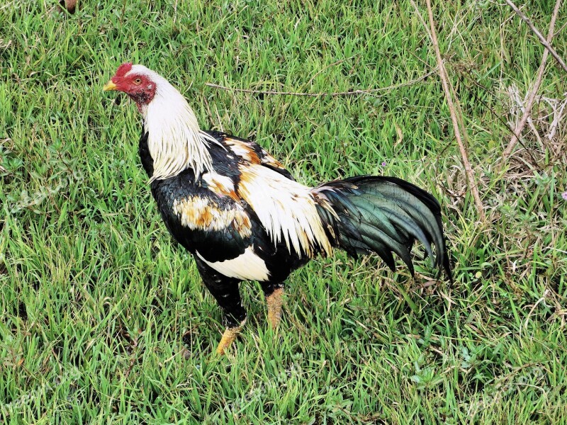 China Cock Animal Pugnacious Combat