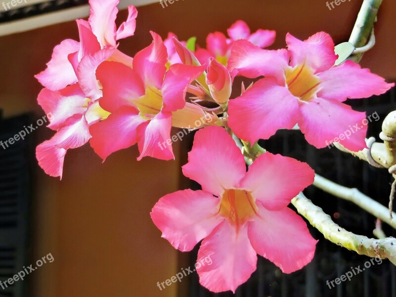 Viet Nam Saigon Flowers Frangipani Pink