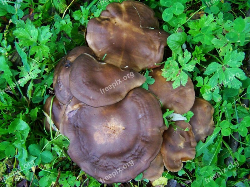 Brown Mushroom Mushroom Group Nature Free Photos