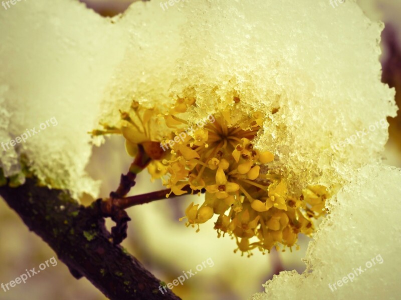 Snow Flower Winter Blossom Bloom