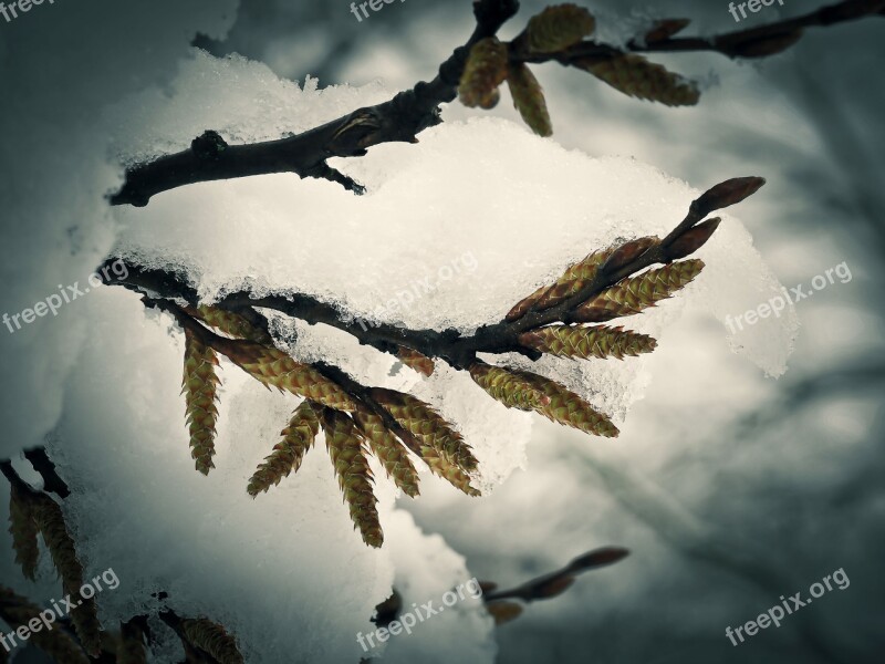 Snow Flower Winter Blossom Bloom