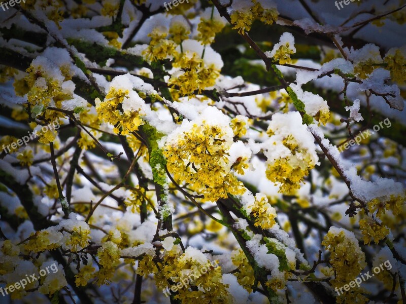 Snow Flower Winter Blossom Bloom