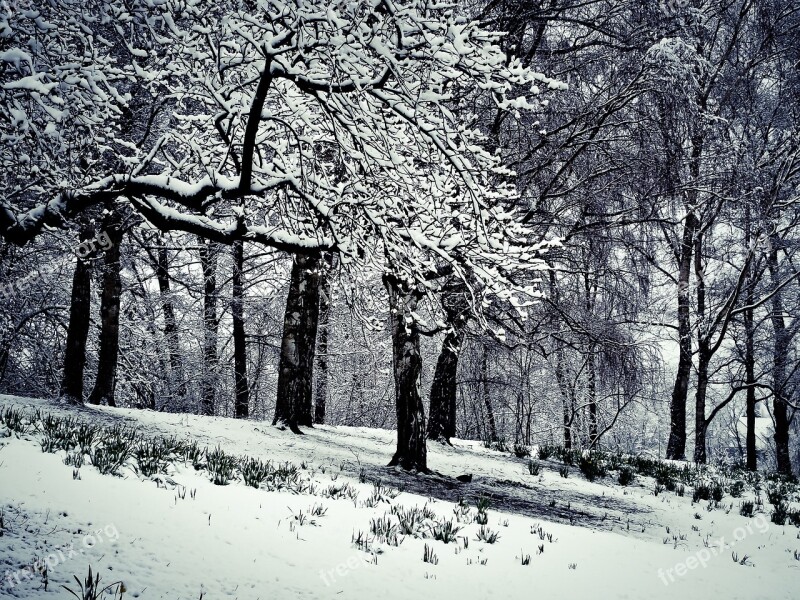 Winter Snow Wintry White Tree