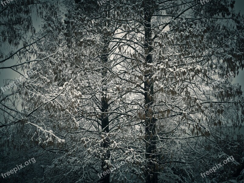 Winter Snow Wintry White Tree