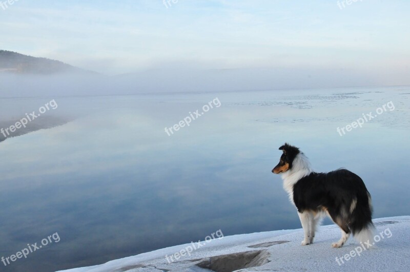 örnsköldsvik Arctic Dog Free Photos