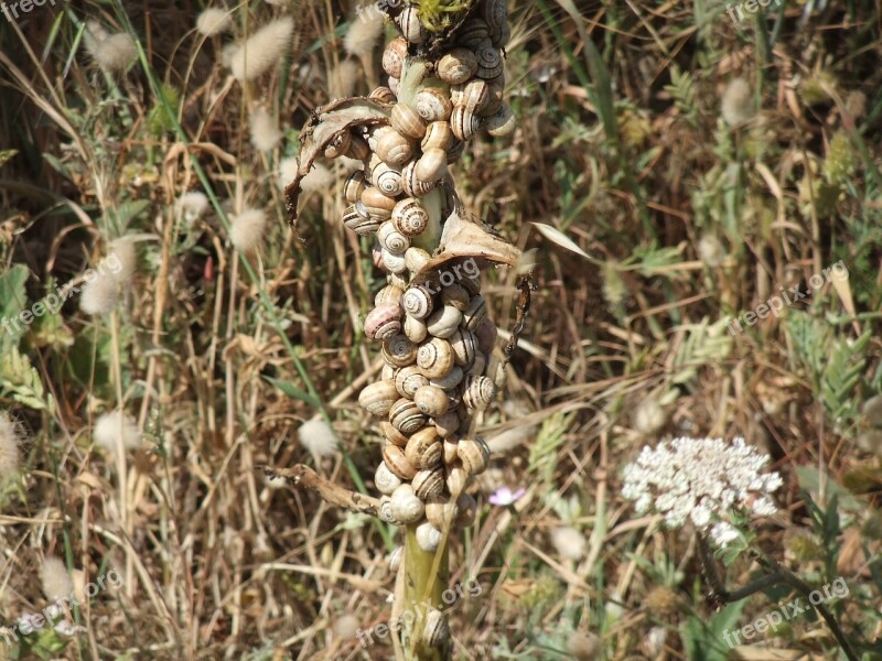 Snails Camouflage Wildlife Nature Life