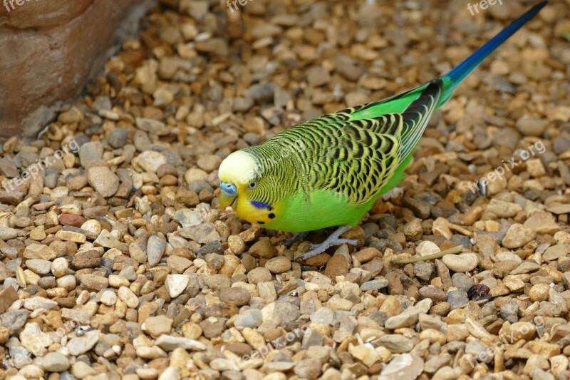 Bird Budgie Pet Parrot Budgerigar