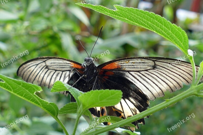 Butterflies Insects Butterfly Nature Spring