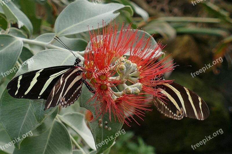 Butterflies Insects Butterfly Nature Spring