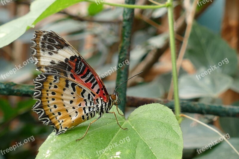 Butterflies Insects Butterfly Nature Spring