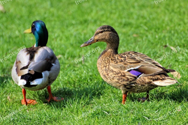 Duck Drake Meadow Mallard Nature