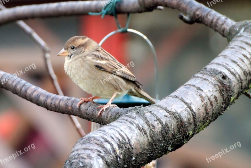 Sparrow Nature Songbird Branch Free Photos