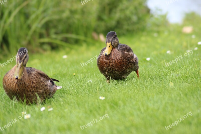 Ducks Meadow Spring Nature Duck On Meadow