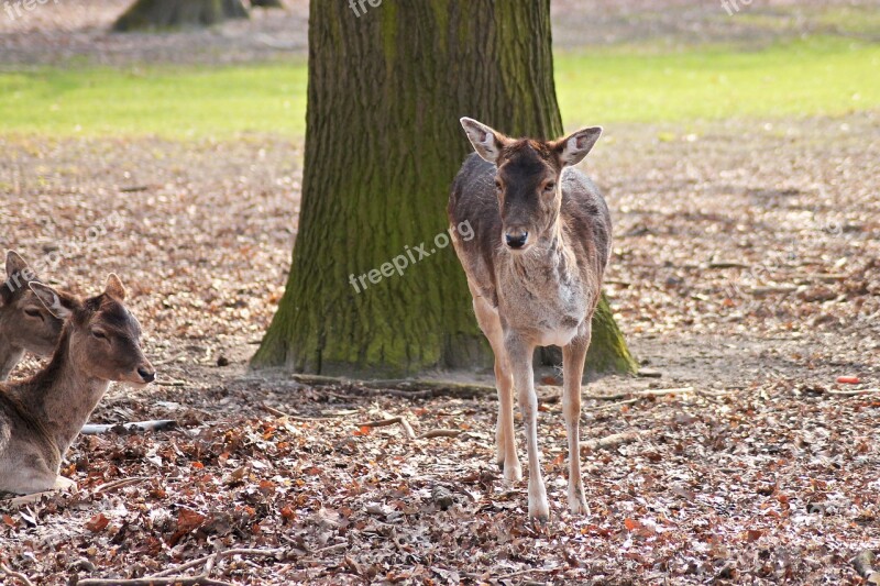 Roe Deer Forest Nature Fallow Deer Free Photos