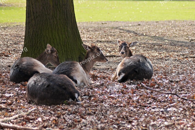 Roe Deer Forest Nature Fallow Deer Free Photos