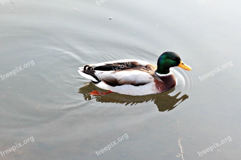 Duck Nature Water Ducks Animal