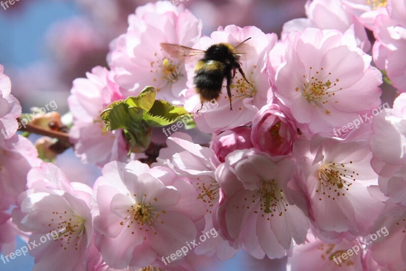 Cherry Blossom Bee Spring Japanese Cherry Trees Collect