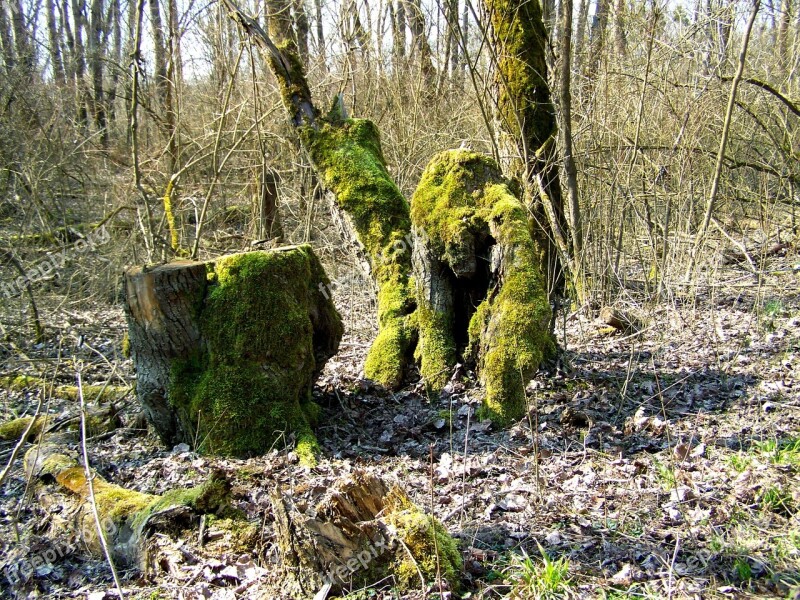 Green Moss Forest Nature Free Photos