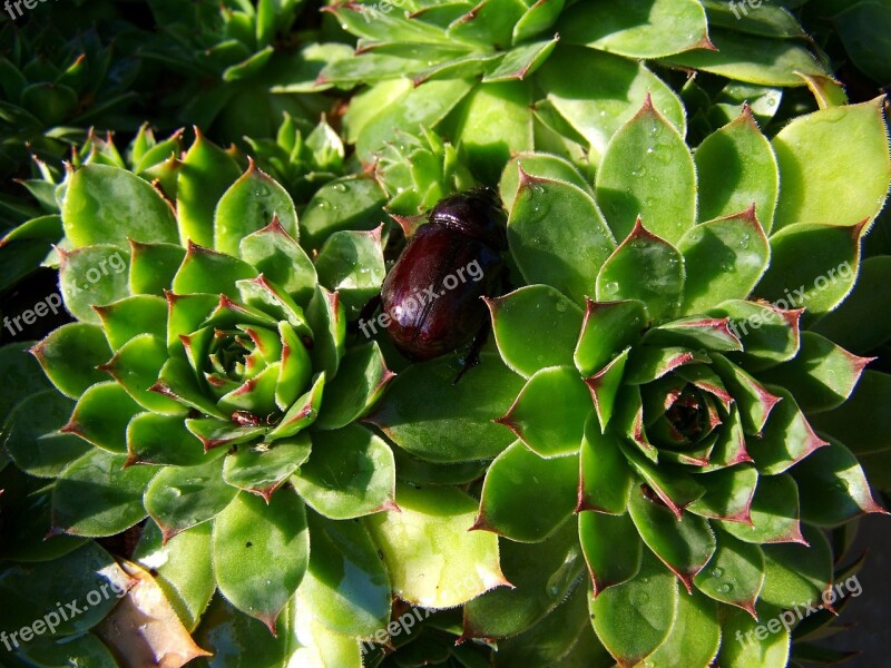 Rhinoceros Beetle Insect Animal Free Photos