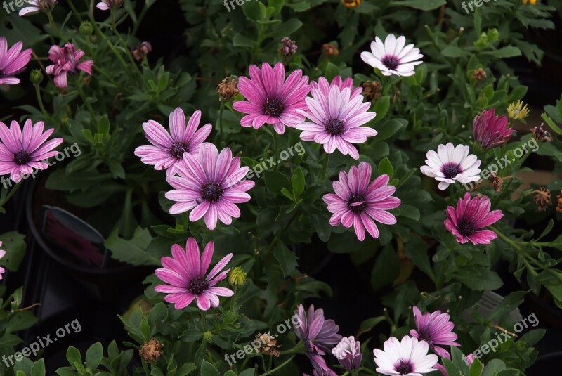 African Daisy Cape Daisies Pink Daisies Sweet Pink Flowers Free Photos