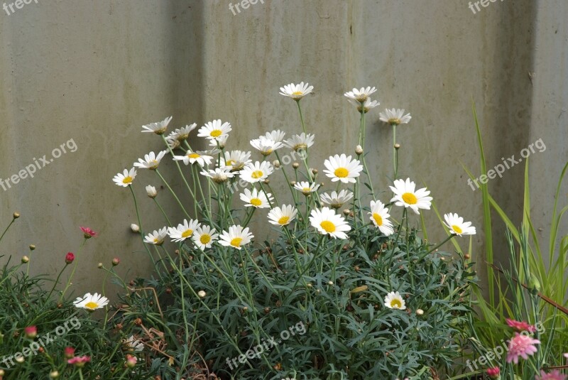 Wild Daisies Dog Daisies Fence And Daisies Free Photos