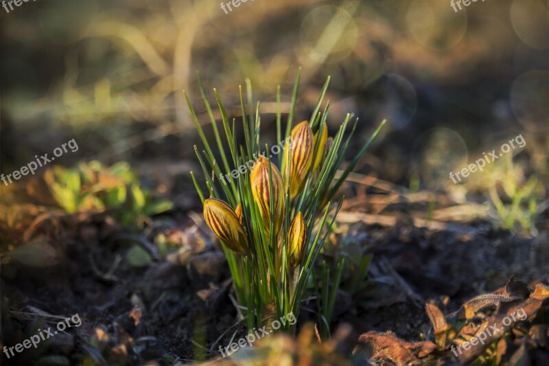 Spring Krokus Yellow Flowers Blooming