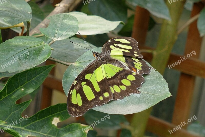 Insects Butterflies Butterfly Nature Spring