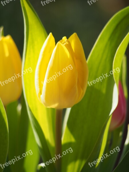 Tulip Meadow Bed Green Blossom