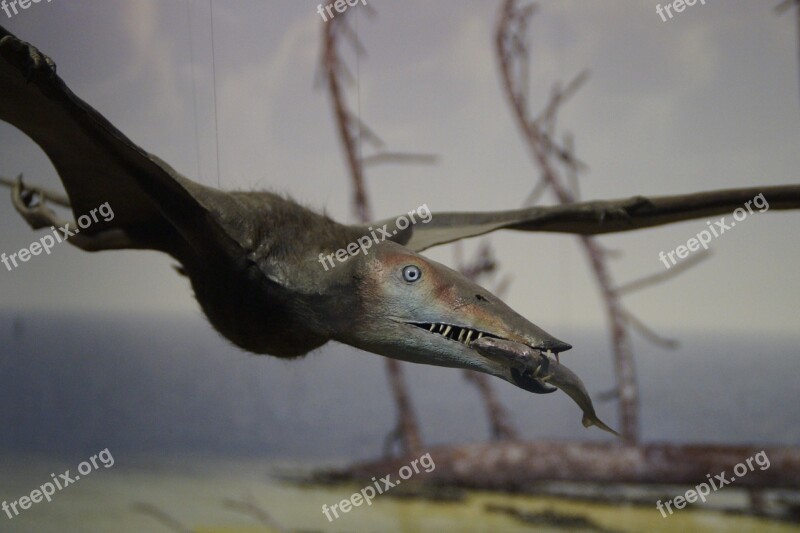 Pterosaur Fishing Prey Eat Prehistoric Times