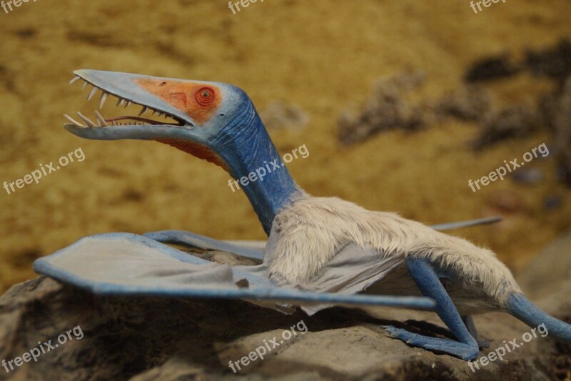 Pterosaur Prehistoric Times Dinosaur Flying Glide