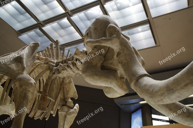 Mammoth Skeleton Museum Exhibit Mammal