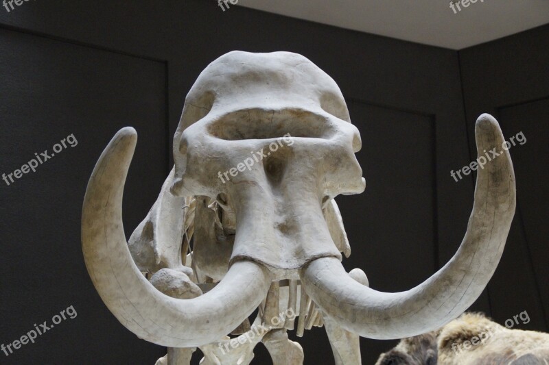 Mammoth Skeleton Skull Tusks Mammal