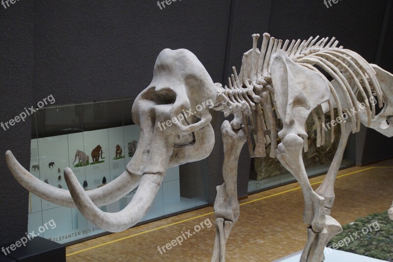 Museum Mammoth Skeleton Prehistoric Times Mammals