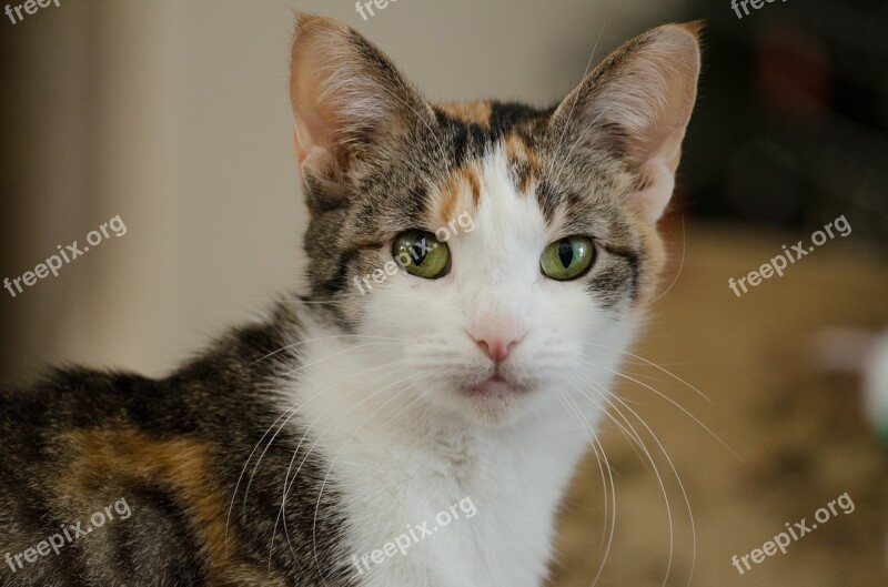 Cat Calico Pet Free Photos