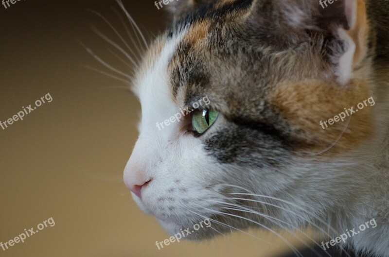 Cat Feline Calico Pet Free Photos