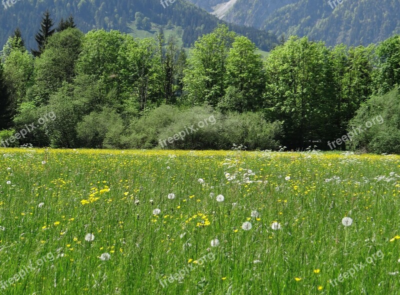 Spring Meadow Meadow Grass Grasses Dandelion