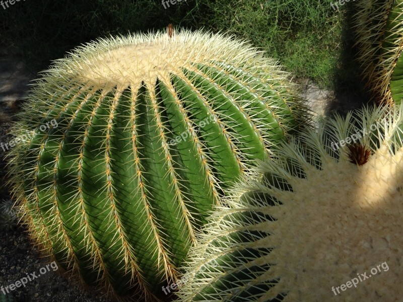 Cactus Greenhouse Echinocactus Grusonii Mother In Law Chair Cactus Goldkugelkatus