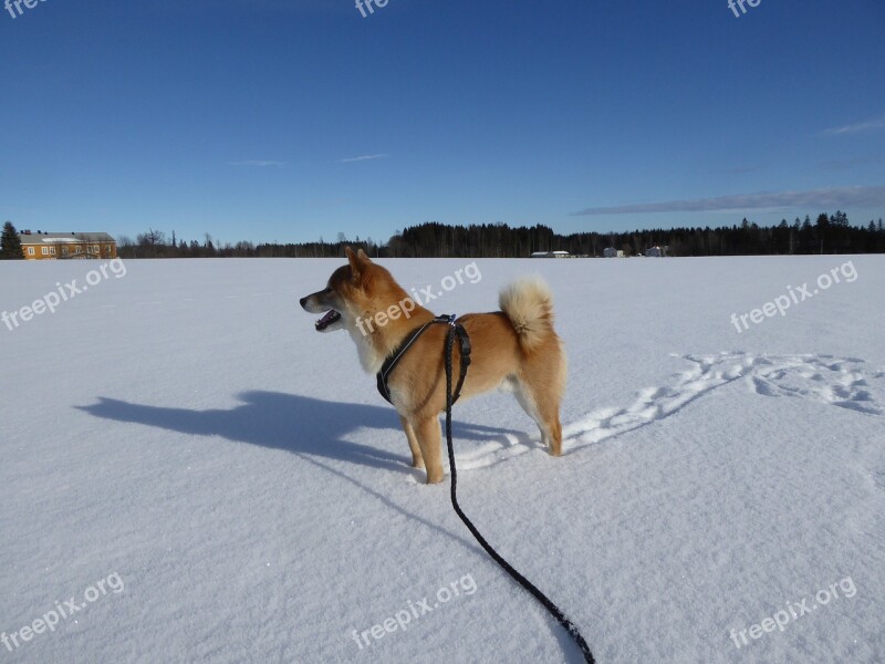 Shiba Long Melford Toten Norway Shibainu