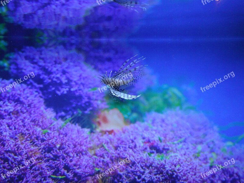 Red Lionfish Aquarium Fish Free Photos