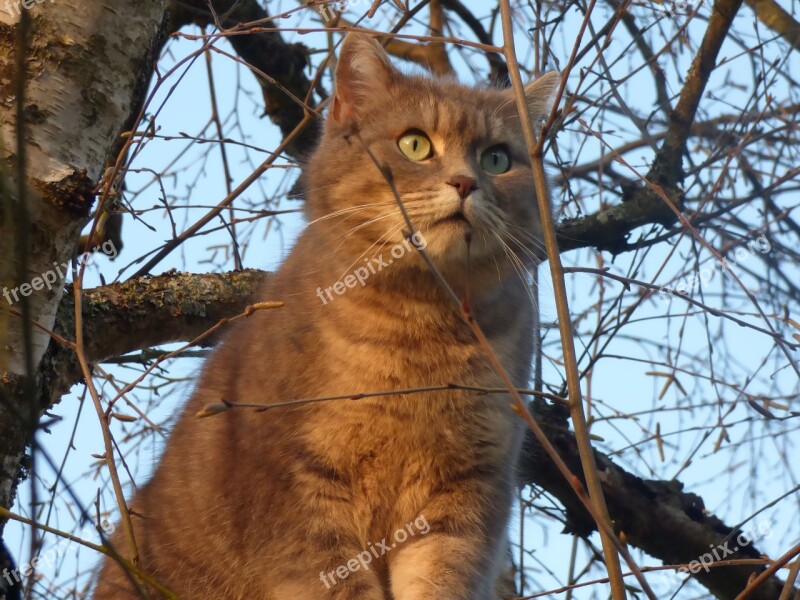 Cat Grey Grey Cat Perched Tree