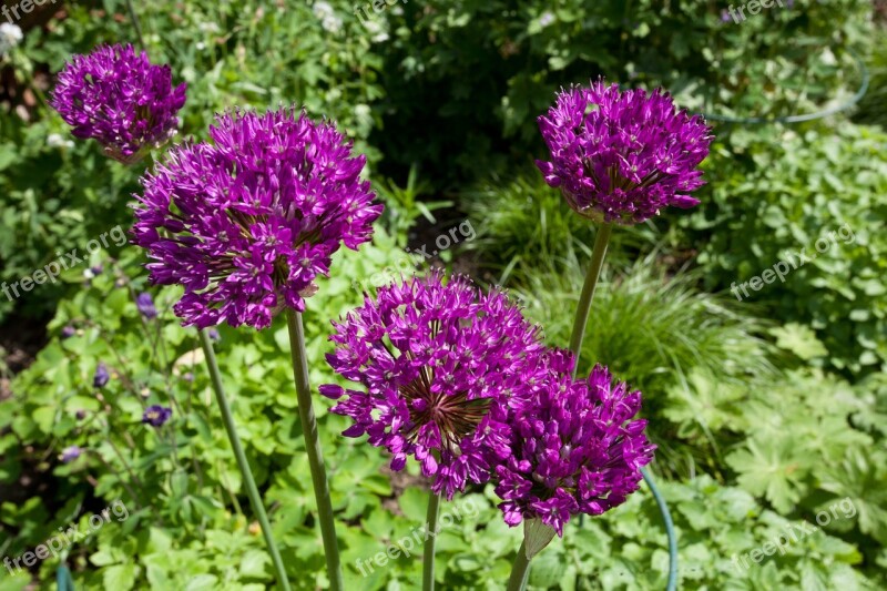 Flower Plant Nature Alium Garden