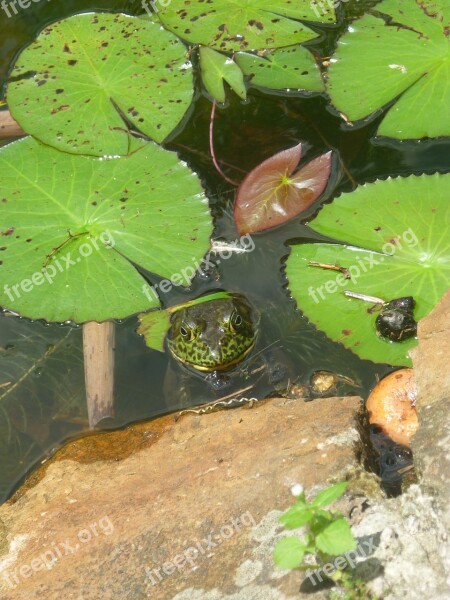 Nature Frog Toad Lake Plant