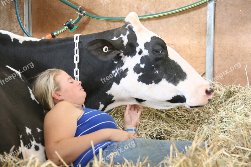 Cow Holstein Sleeping Dairy Agriculture