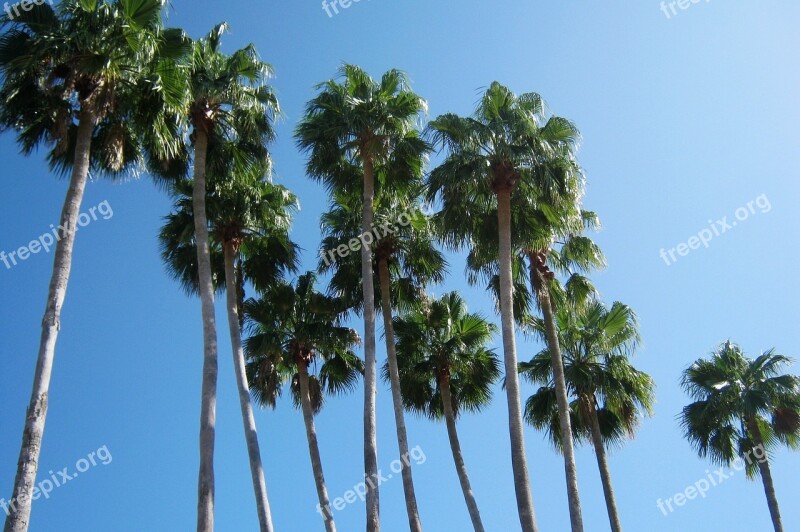 Palm Trees Florida Vacation Summer Blue Sky